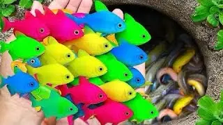 Cute & Funny Fish Compilation 🐠 | Adorable Aquarium Fish for Relaxation & Stress Relief.