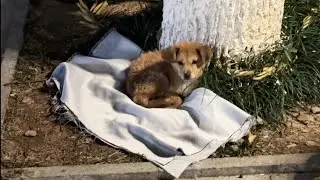 That Thin Blanket Was All It Had — A Stray Puppy Curled Up, Cold and Starving