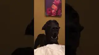 My Great Dane barking