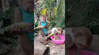 Baby monkey eating fruit #monkeydluffy #monkeysr #monkeychallenge #babymonkey #monkeyvideo #monkeys