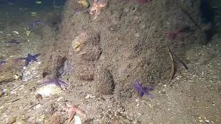 The beautiful flowers of the ocean - cold water diving in Denmark.