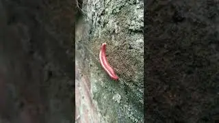 How millipede breeding || Millipede crossing