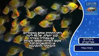 לומדים עם דג הזהב - רמירז