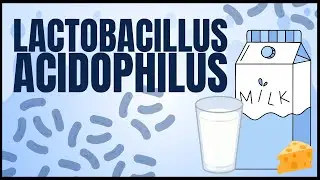 Lactobacillus acidophilus | Probiotics, Health Benefits, Side Effects & Uses | Food Microbiology