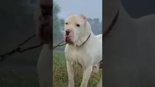 Full white Pakistani bully