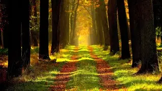 Forest Sounds | Relaxing Meditation Music Woodland Ambience, Bird Song