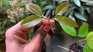 Grow Rambutan from seeds Easy method 🌱 || Rambutan tree growing stage