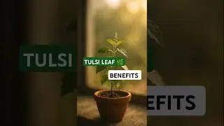 #tulsi #benefits #health #holybasil #natural #immunity #ayurveda #home #leaf #blood #shorts #youtube