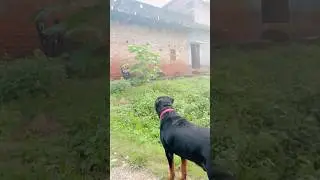 Aggressive Rottweiler vs Desi Kallu | Intense Battle 😱 #Rottweiler #DesiDog #DogFightReaction #yt