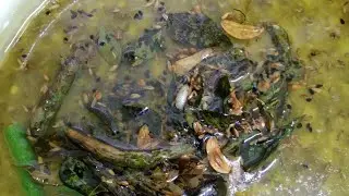 Dal palak #deliciousfood 