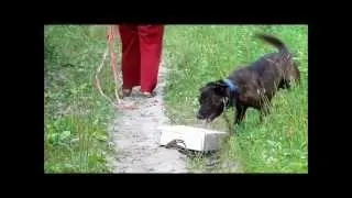 Tygo and the box.