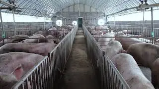 Beginning a novice pig farm, how to choose pig farming equipment?