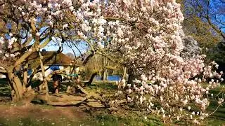 20200321 appreciating the beautiful saucer magnolia trees in Volksgarten D&uuml;sseldorf
