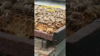 From Cell to Throne: A Queen Bee Is Born #queen #bee #birth #beekeeping