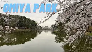 (04/05/2024) 4K Saitama Japan: Omiya Park Cherry Blossoms | A Breathtaking Walking Tour