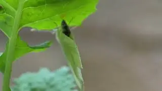 Butterfly Egg-Laying in 4K Slow Motion| Creepy Beautiful Oviposition