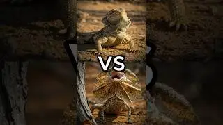 Ultimate Lizard Showdown! 🦎🔥 | Monitor Lizard, Gila Monster & More