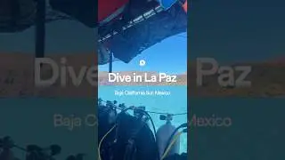 Buddy featured Shop: Dive in La Paz