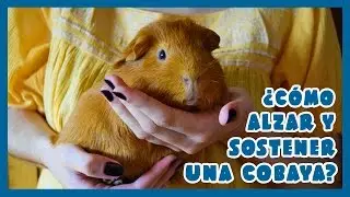 👐 ¿CÓMO ALZAR Y SOSTENER UNA COBAYA? 🐹 Información + Consejos + Tutorial