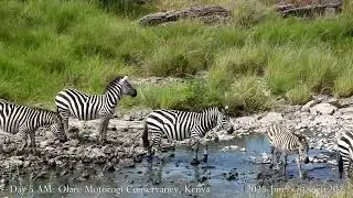 zebra crossing - part 12 - herd follows