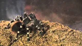 Brazilian Whiteknee Tarantula Eating A Cricket!