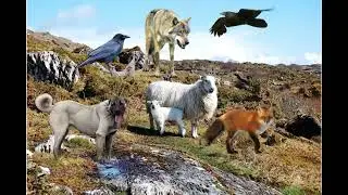 Lesson 2: The Raven&ndash;Fox&ndash;Wolf Trap 🐺🦊 | Kangal Dog & Robot Dog Rescue