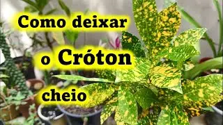 Como deixar o Cróton cheio
