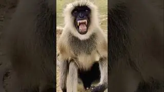 Bandar darata hai 🐒|| monkey funny video 🤣|| #ldcrazy #funny #comedy #trending #shorts #monkey