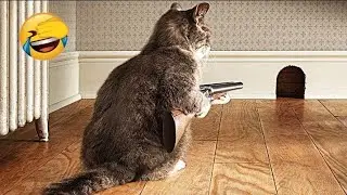 The Most dramatic cats moments ever! Funny Cat Videos 2026 | funny clips