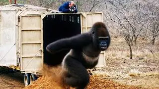 Watch These Animals Being Freed For The First Time!