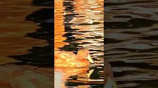 #COLOURFUL #ducks #destination #zoo  #nature #travel #seasonal #videography #music