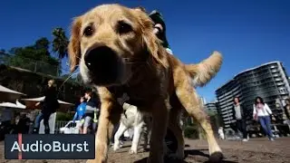The Importance Of Animal Law Rights Explained By Jeremy Cohen From bostondoglawyers.com