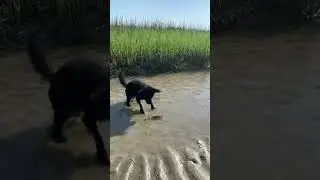 My dog fights crab #music #dance #funny #memes #song #dog #crab