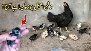 Aseel Choza Ab Kis Halat Main hay | Aseel Chicks Growth Tips 