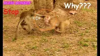 Poor Pity Baby Monkey Abandoned AXEL| He Pulled a Head Of AXEL