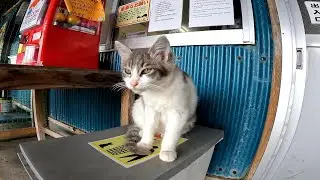 【田代島】【猫島】猫ガチャの隣でお客さんが来るのを待つ野良猫