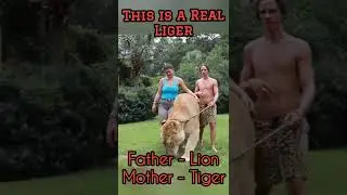 Liger. Real Liger. Watch Liger. Liger Hero. Ferocious and happy pet😍