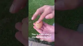 Weird jelly egg #chicken #facts