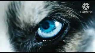Global Screen / Universum Film / Blue Eyes / Grid Animation / WunderWerk / Oetinger (2018, variant)