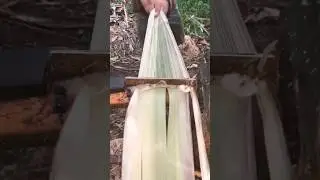 Making Rope In Traditional Way #science #mindblowingfacts