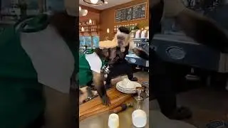 Funny Monkey Coffee Shop ☕🐒 | AI Monkey Barista Chaos & Comedy Short  latest 2026 | Funny latest