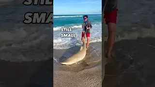 Let&rsquo;s Go Shark Fishing!!! #sharkfishing #fishing #hammerheadshark #lbsf #giantfish #fish #sharks
