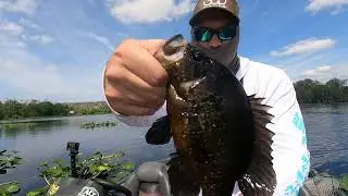 Florida, St. Johns river, Astor,  Snatching fish out of the Pads
