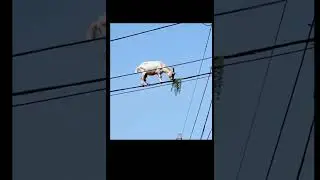 Goat eating grass / funny video/ How #youtubeshorts #comedy #goat #grass #eating