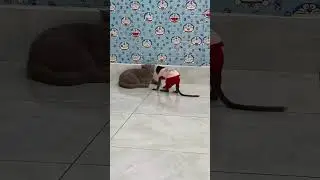 monkey baby Bob loves playing with cats Smoke#shorts