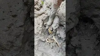 The Best Canal Baam Fish catching। বাইম মাছ ধরার কৌশল #shorts