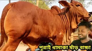 পুরাই ধামাকা ষাঁড় বাচ্চার কালেকশন দেখুন। ব্রাহামা ষাঁড় সহ সেরা মানের গরুর দাম জানুন suvo dairy farm
