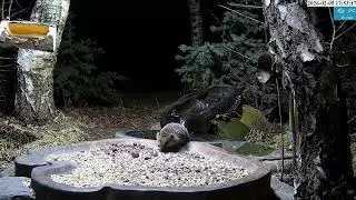 🦔@ Bird  Feeder, Forest Nook, Żywiec, Poland 2026/02/05