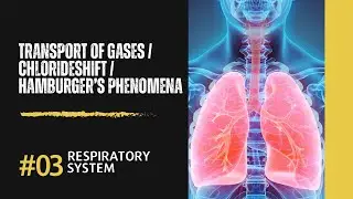 Transport of Respiratory Gases | O2 and CO2 transport | Biology lecture | Chloride Shift