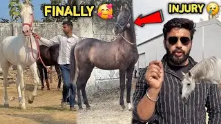 We Are Ready to go 🙏🏻🥰New Stallion Ko New Farm Pr Laane Ki Tyari Kro🔥Lekin Abhiraj bhi चपेट mai agya